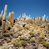 Uyuni - Isla Pescadores